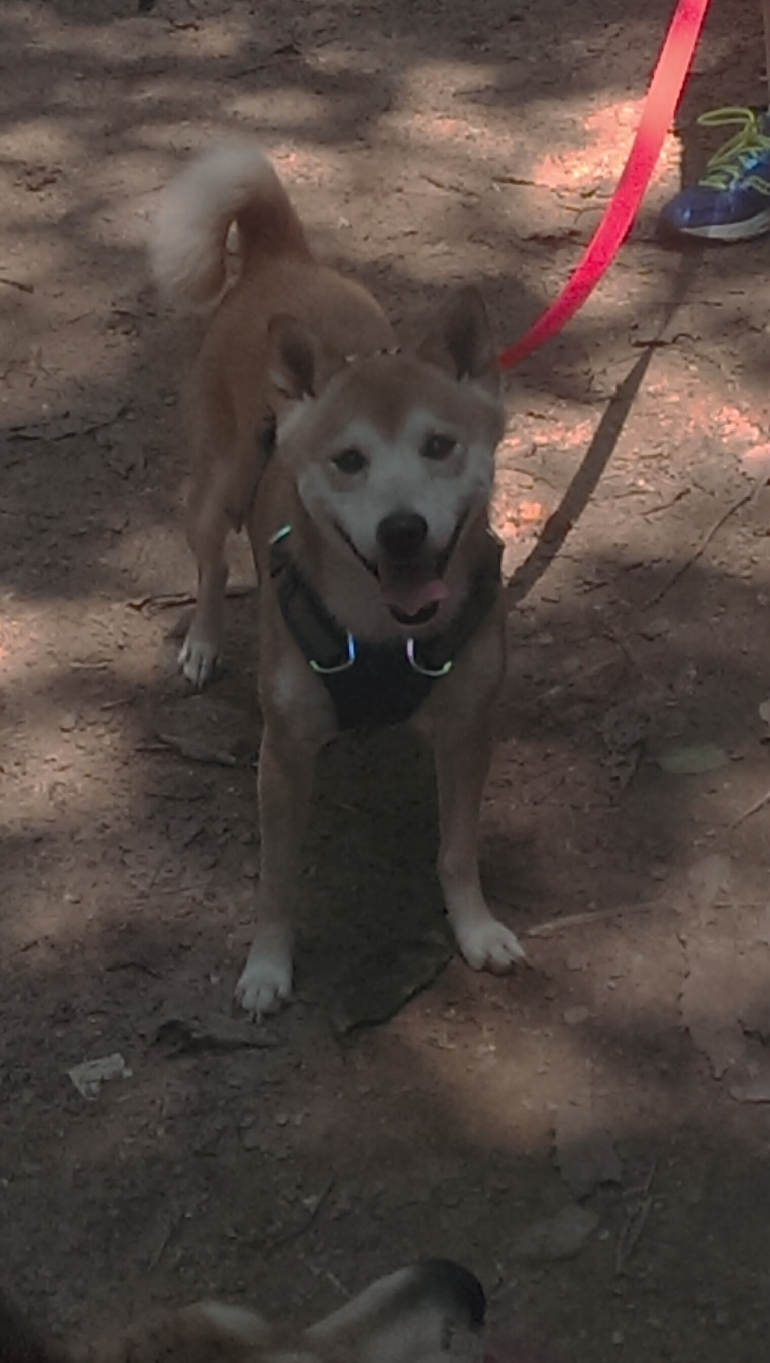 米兰体育报官网-德甲赛季门票定价策略与球迷出勤率研究，德甲球票价格