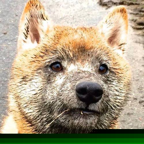 意甲球队利用数据可视化提升战术执行效率的探索，意甲专家分析